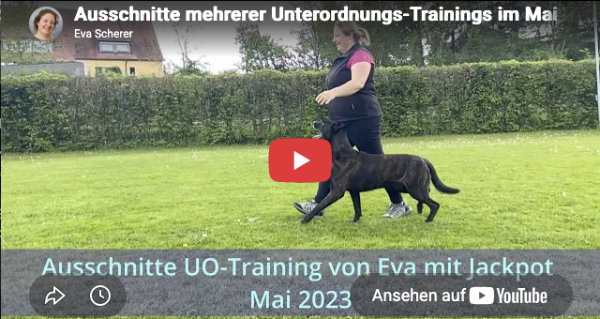 Vorschaubild auf das Video, Ausschnitte mehrerer Unterordnungs-Trainings im Mai 2023 von Eva mit Jackpot 