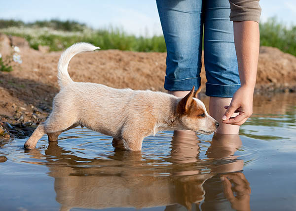 Kleiner Hund watet mit Person in Pf&uuml;tze auf Feldweg, Foto: Oliver Giel